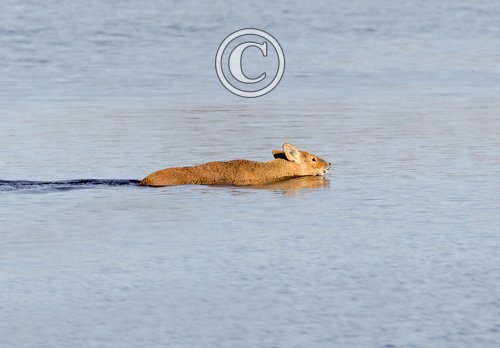 Chinese Water Deer Swiming